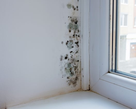 How to Prevent Mold Build-Up & Avoid Health Issues